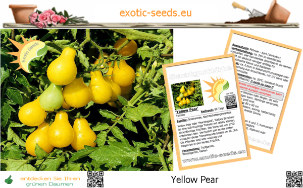 Tomate * Yellow Pear * 50 Samen